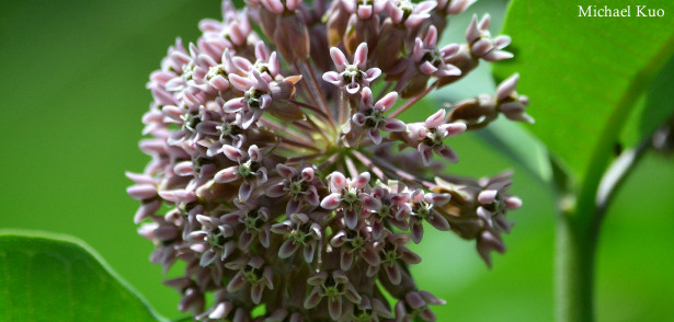 Asclepias syriaca