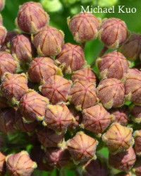 Asclepias syriaca