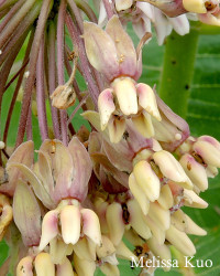 Asclepias syriaca