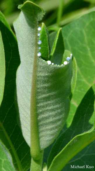 Asclepias syriaca