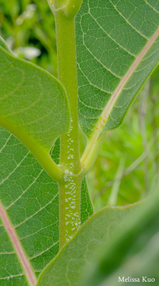 Asclepias syriaca