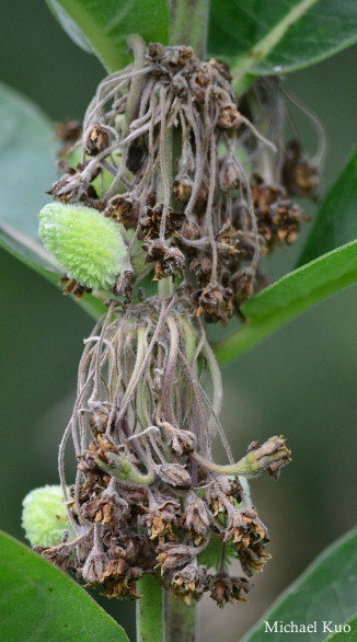 Asclepias syriaca