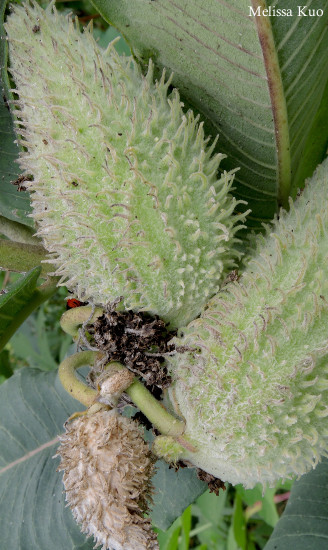 Asclepias syriaca