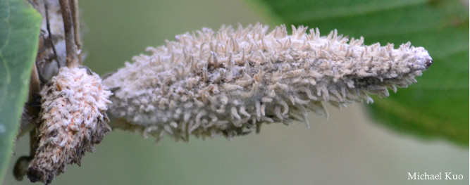 Asclepias syriaca