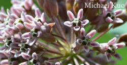 Asclepias syriaca, common milkweed