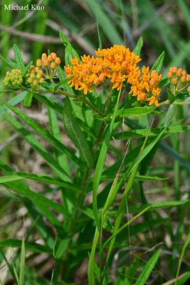 Asclpeias tuberosa