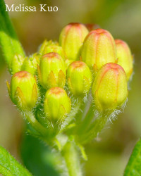 Asclpeias tuberosa