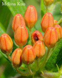 Asclpeias tuberosa