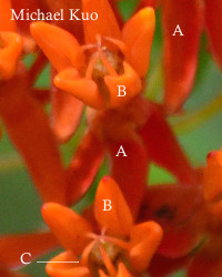 Asclpeias tuberosa