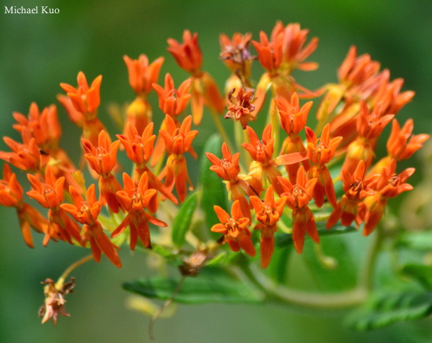 Asclpeias tuberosa