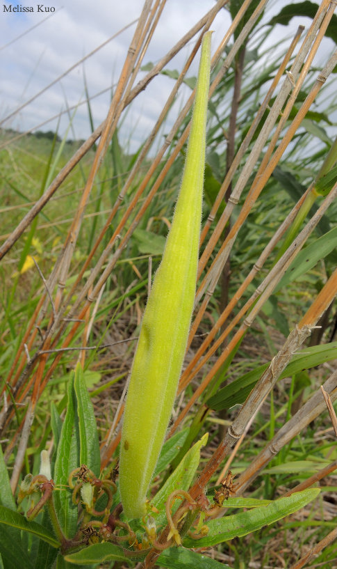 Asclepias tuberosa seed pod