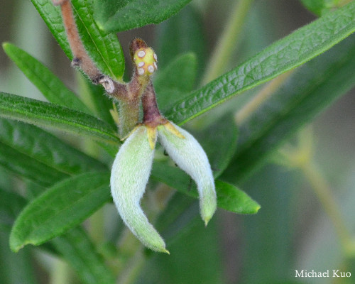 Asclepias tuberosa seed pod