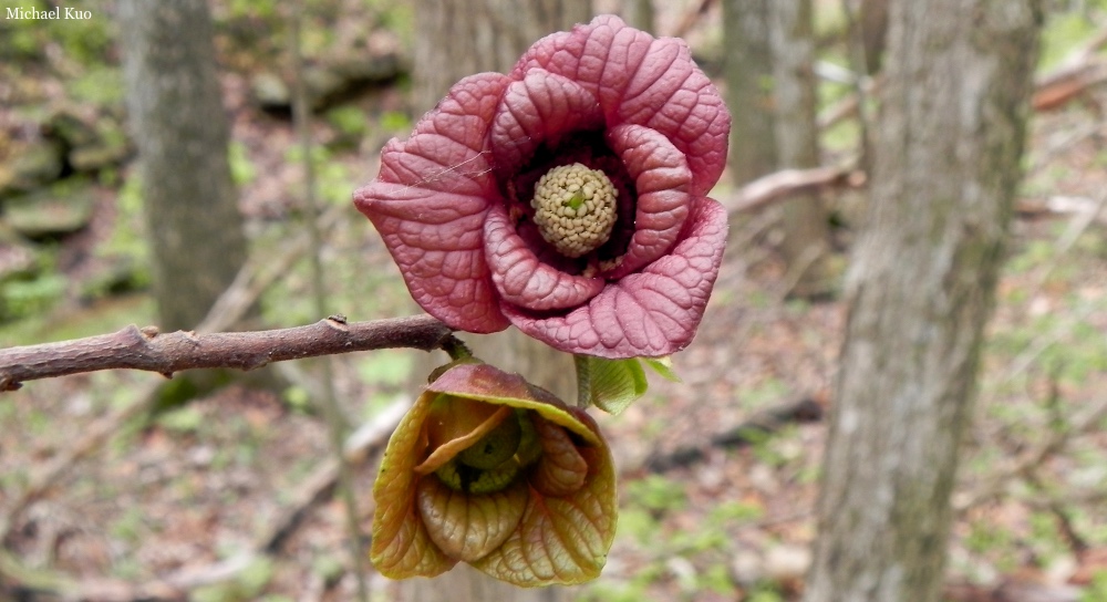 Asimina triloba