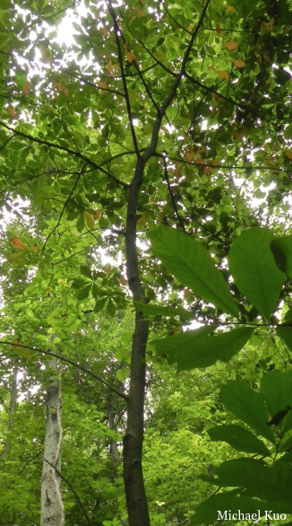 Asimina triloba