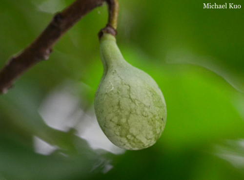 Asimina triloba