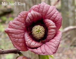 Asimina triloba