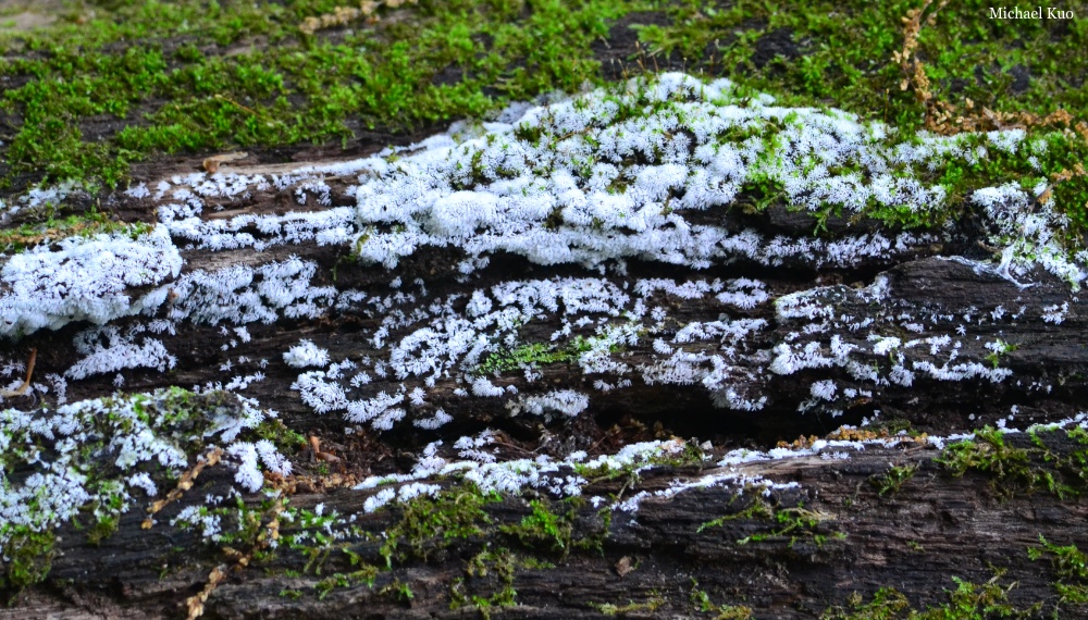 Ceratiomyxa fruticulosa