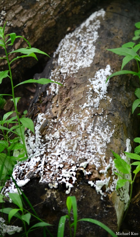 Ceratiomyxa fruticulosa