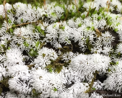 Ceratiomyxa fruticulosa