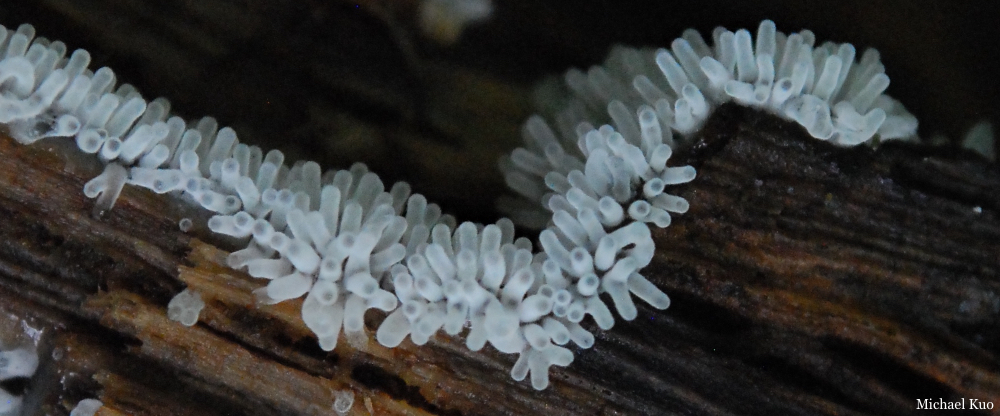 Ceratiomyxa fruticulosa