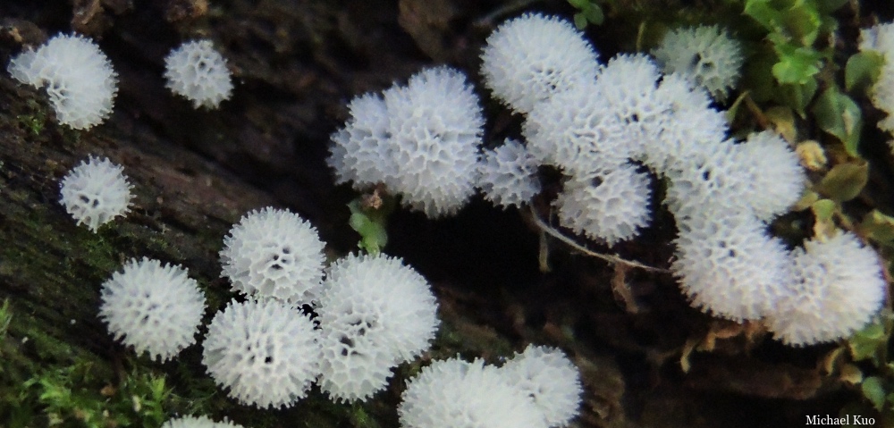 Ceratiomyxa fruticulosa