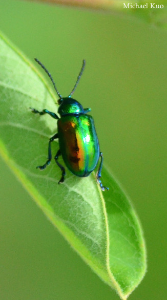 Chrysochus auratus