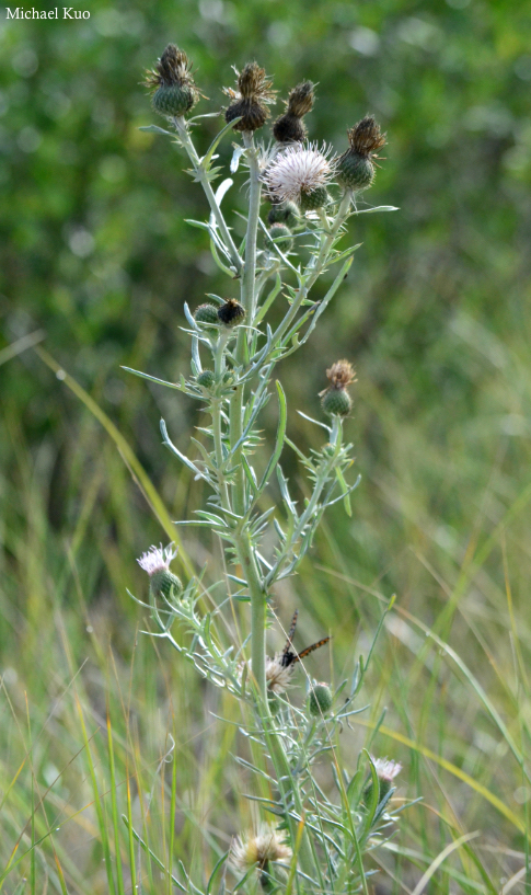 Cirsium pitcheri