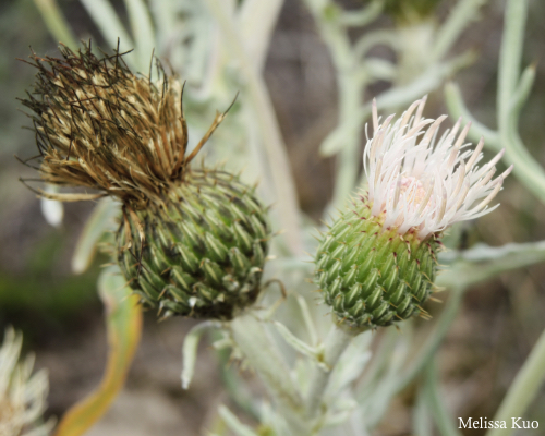 Cirsium pitcheri