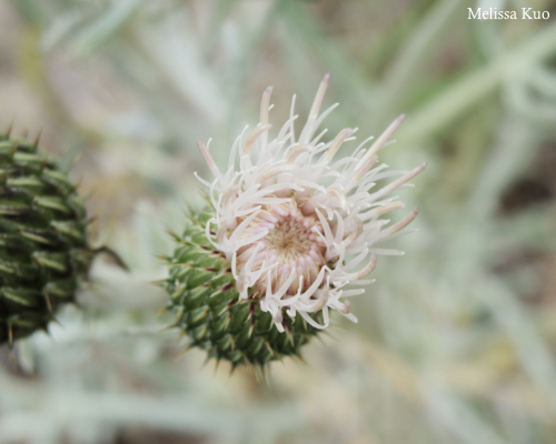 Cirsium pitcheri