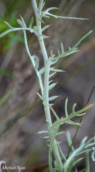 Cirsium pitcheri