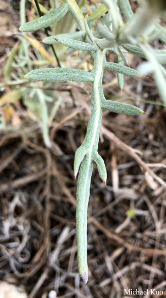 Cirsium pitcheri