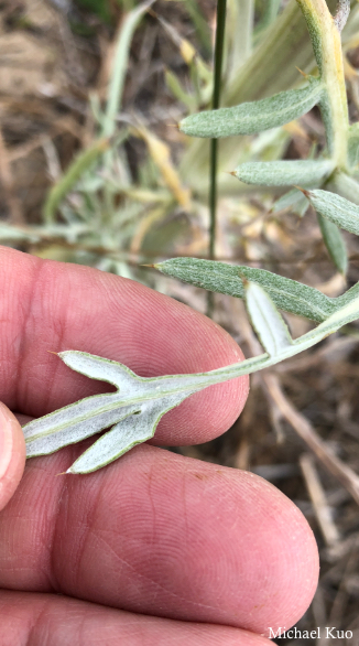 Cirsium pitcheri