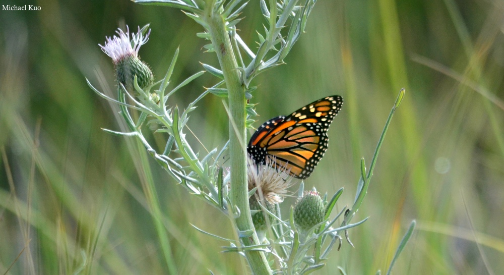 Cirsium pitcheri