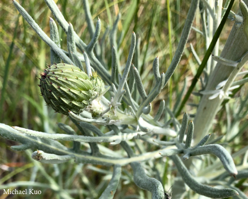 Cirsium pitcheri