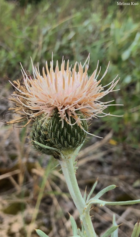 Cirsium pitcheri