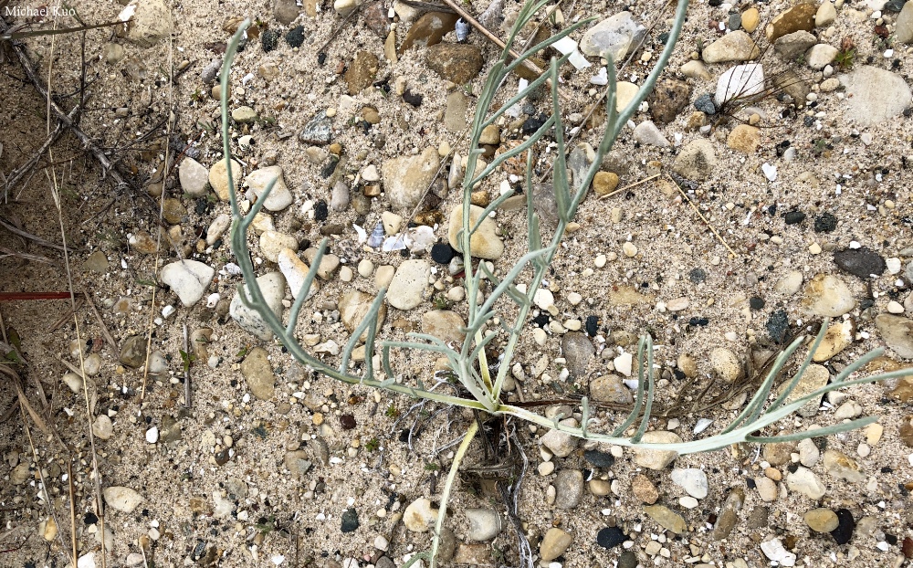 Cirsium pitcheri