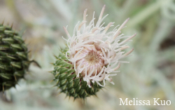 Cirsium pitcheri, dune thistle