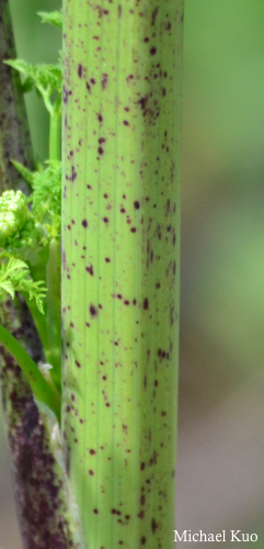 Conium maculatum