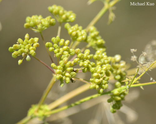 Conium maculatum