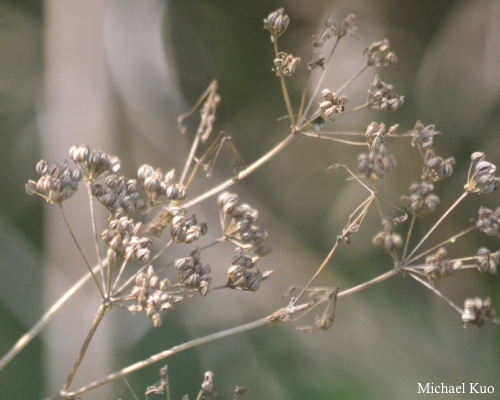 Conium maculatum