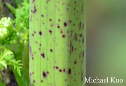 Conium maculatum, poison hemlock