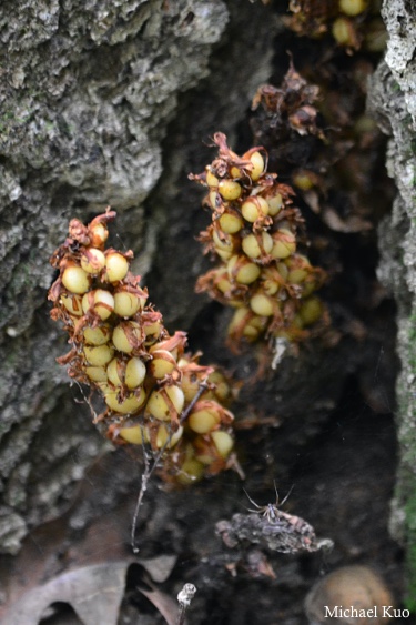 Conopholis americana