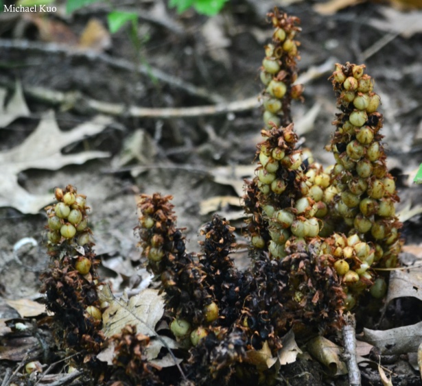 Conopholis americana