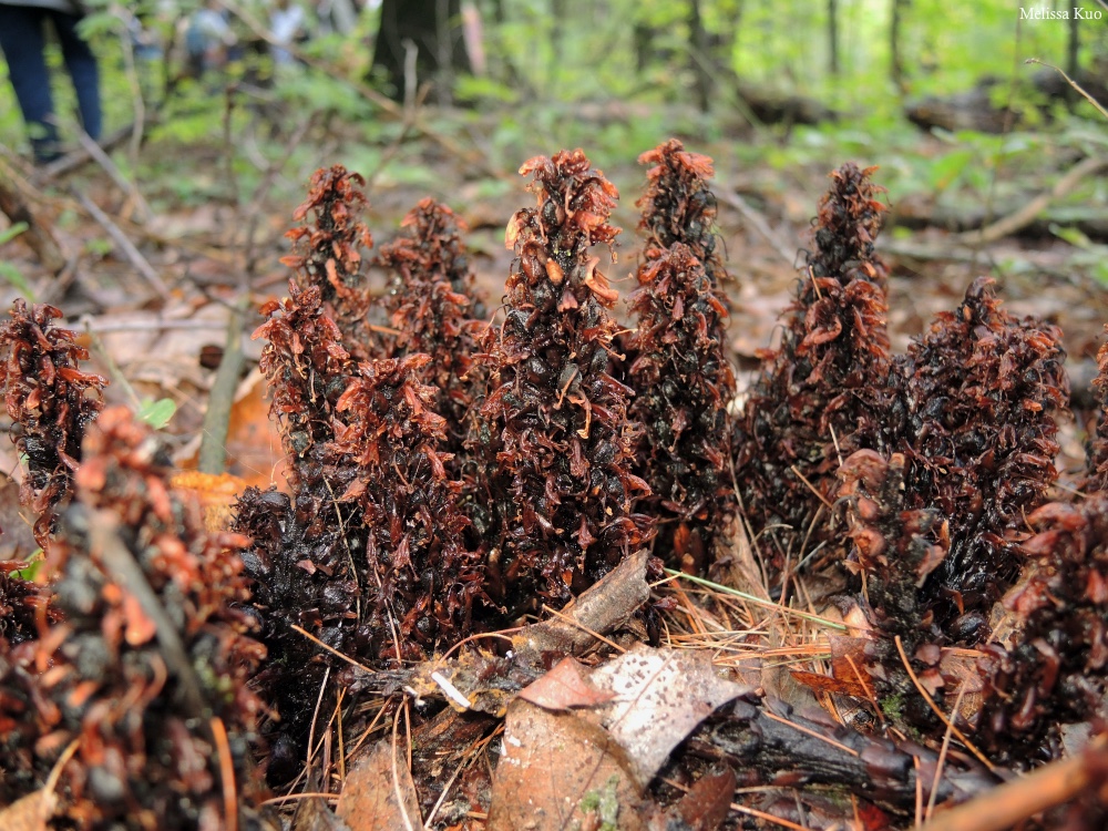 Conopholis americana