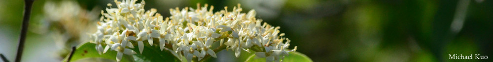 Cornus drummondii