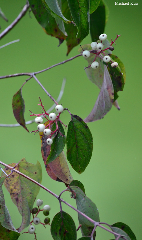 Cornus drummondii