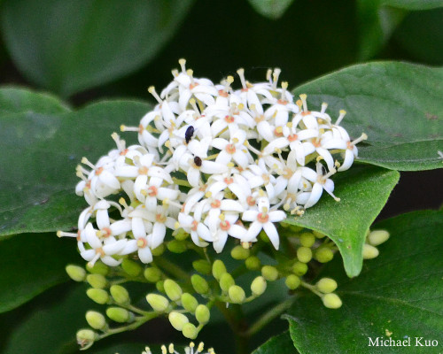 Cornus drummondii