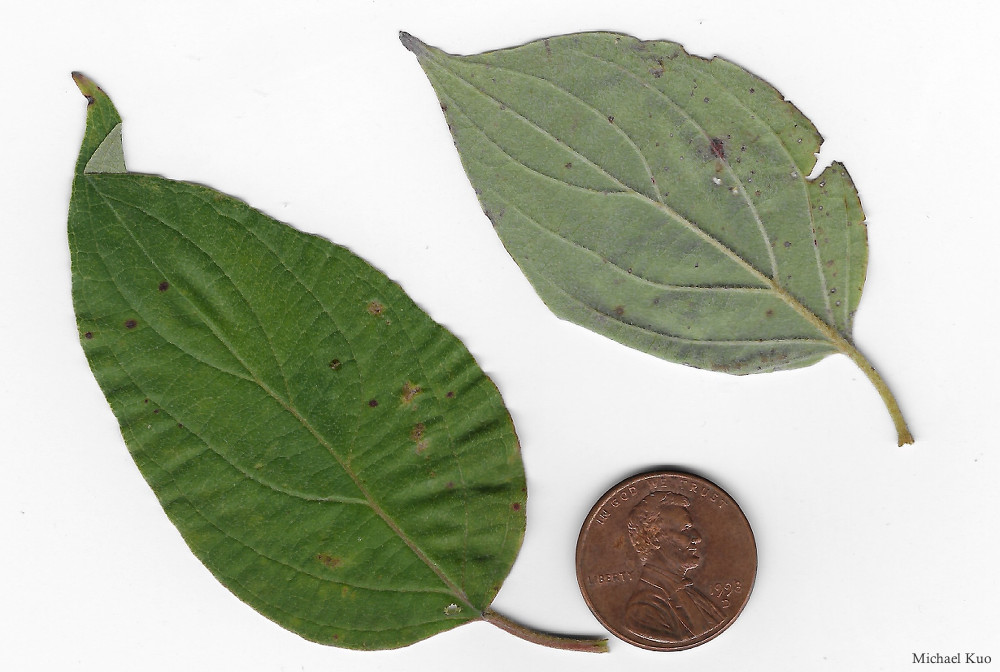 Cornus drummondii