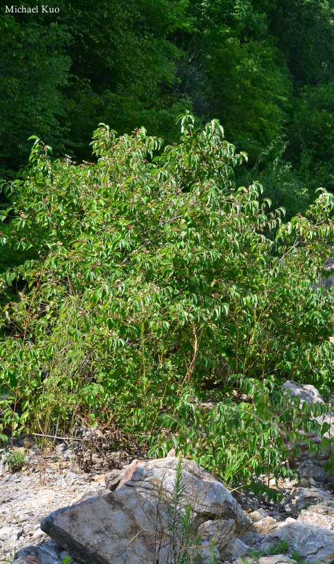 Cornus drummondii