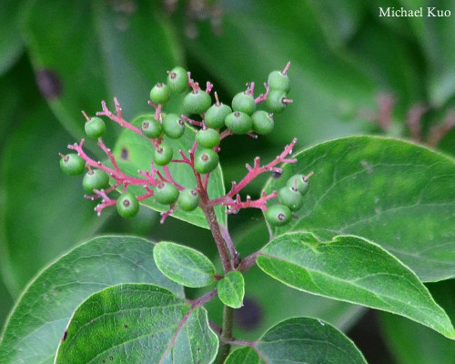 Cornus drummondii